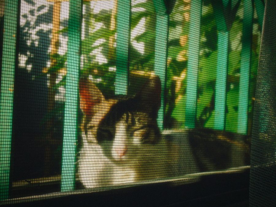 Cat lying behind a window screen
