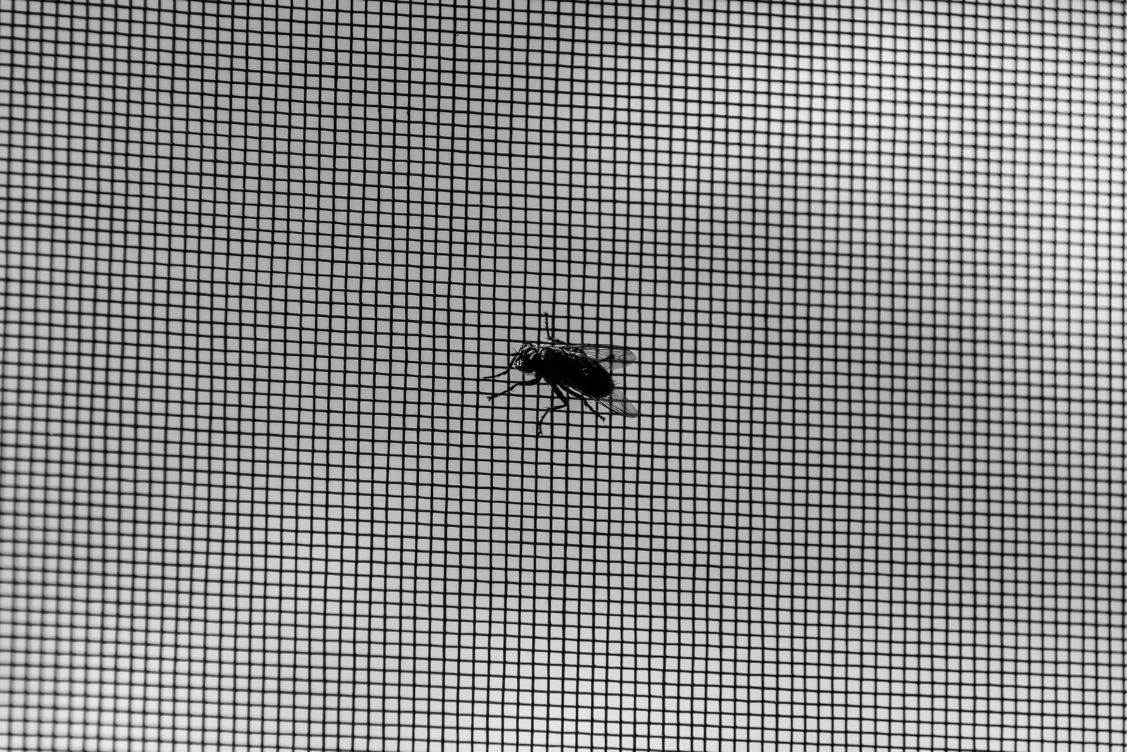 Black and white close-up of a fly on fine insect screen mesh