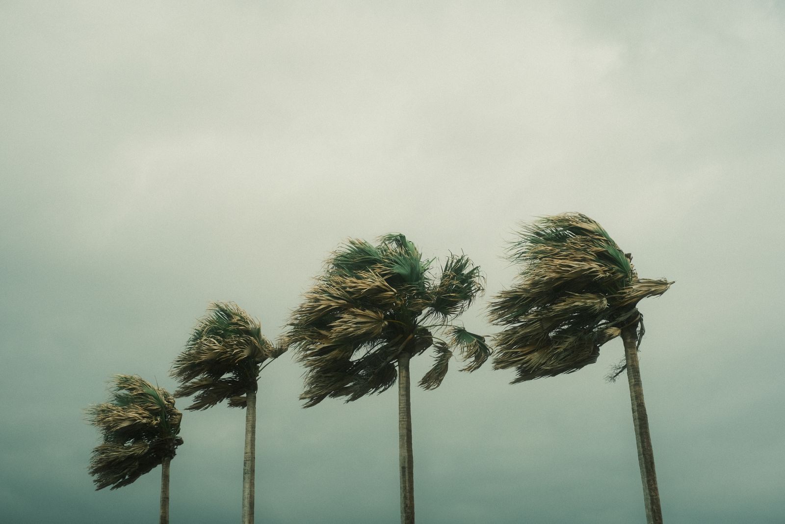Palm trees bending in strong wind under a gray tropical storm sky