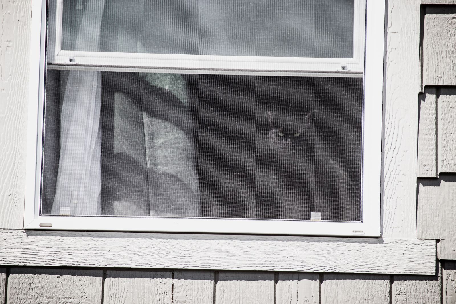 Cat sitting behind an insect screen in a white double-hung window on a shingled house, a typical window screen repair job